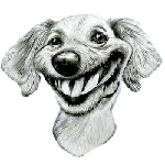 critter 9