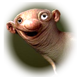 critter 31
