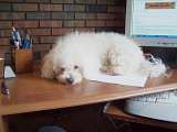 my boss
