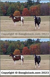 watermark comparison